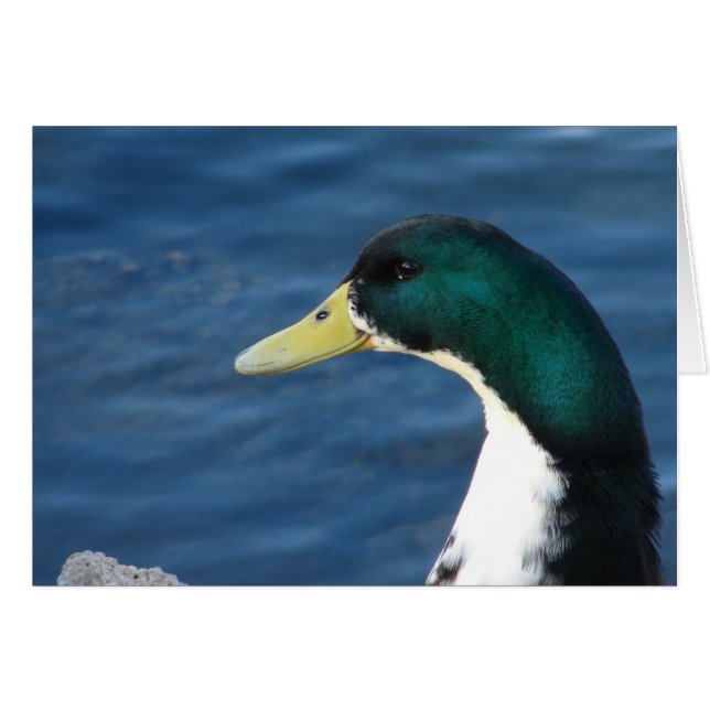 Duck at the Park (Front Horizontal)