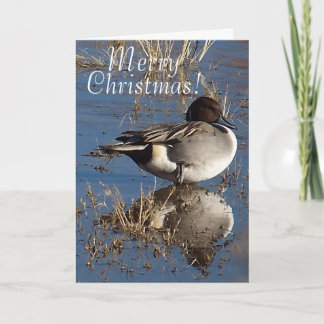 Duck Bird Animal Christmas Holidays Holiday Card