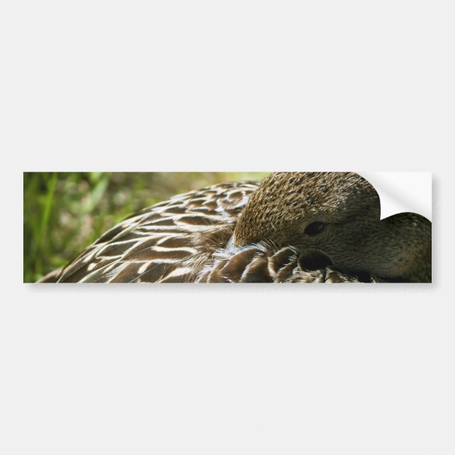 Duck Bumper Sticker (Front)