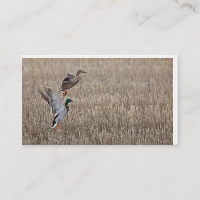 Duck Business Card (Front)