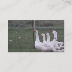 Duck Business Cards