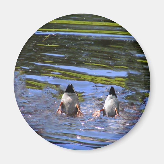 Duck Butts Magnet (Front)
