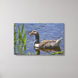 Duck Canvas