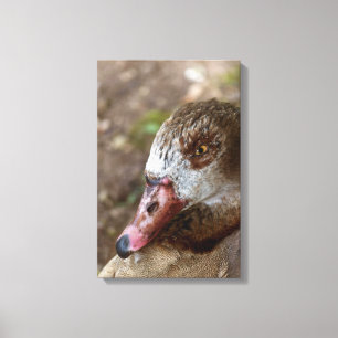 Duck Canvas Print