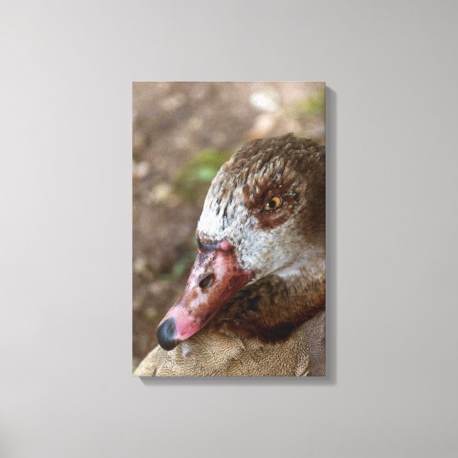Duck Canvas Print (Front)