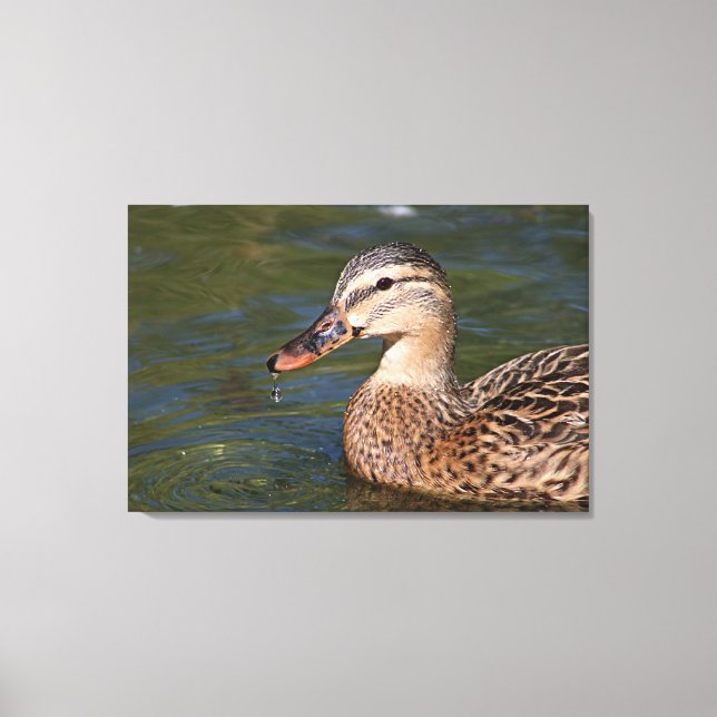 Duck Canvas Print (Front)