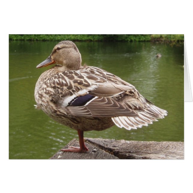 Duck Card (Front Horizontal)