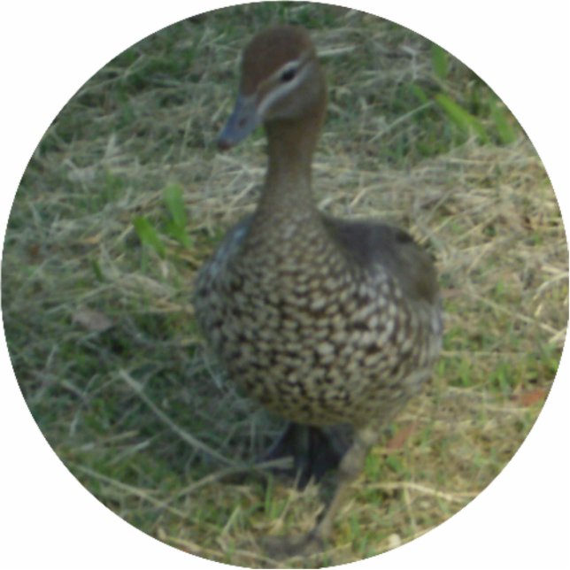 Duck Christmas Ornament Photo Sculpture Decoration (Front)