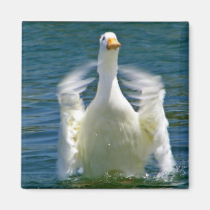 duck clapping magnet