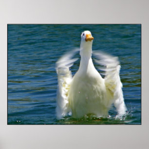 Duck clapping print