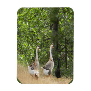 Duck, duck, Goose.... Magnet