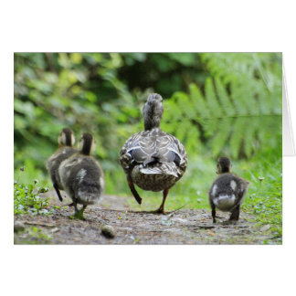 Duck Family