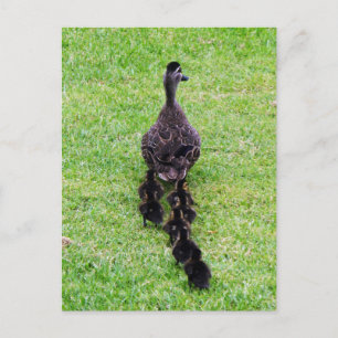 Duck Family Postcard