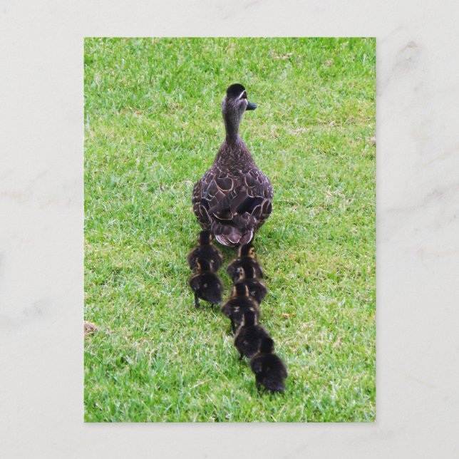 Duck Family Postcard (Front)