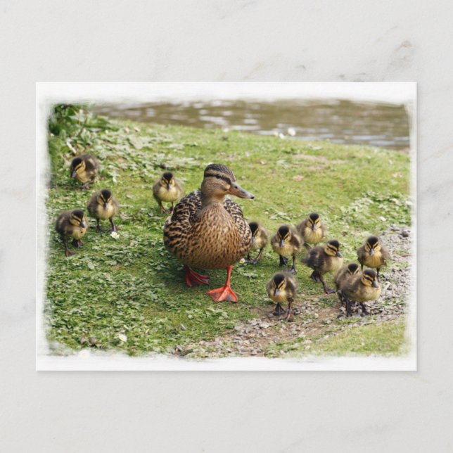 Duck Family Postcard (Front)