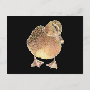 Duck, Farm Animal, Pet Postcard