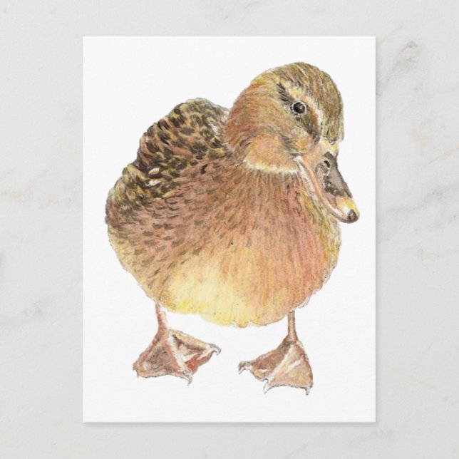 Duck, Farm Animal, Pet Postcard (Front)