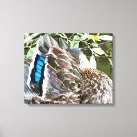 DUCK FEATHERS