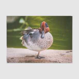 Duck Gets A Leg Up Tissue Paper