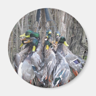 Duck Hunting mallard limit Magnet