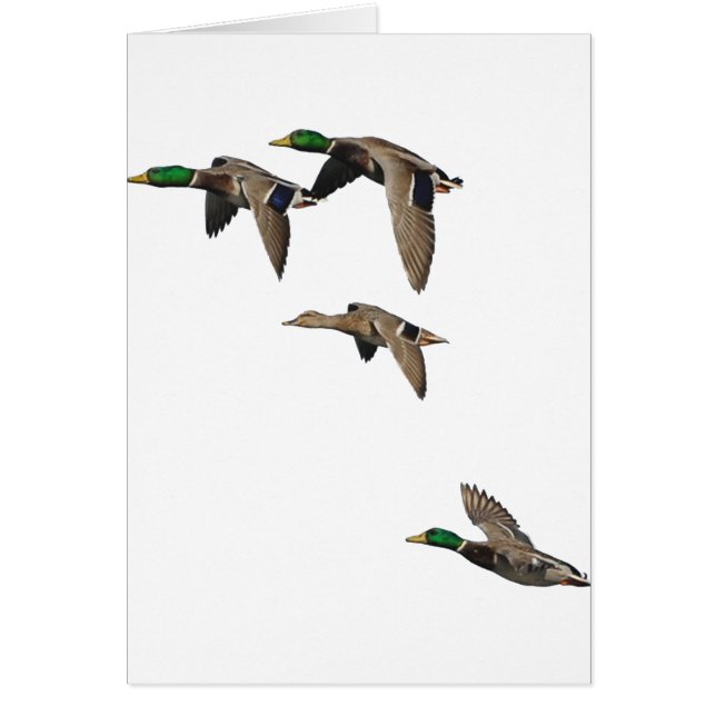 Duck Hunting Mallards in Flight (Front)