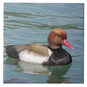 Duck in The Water Tile