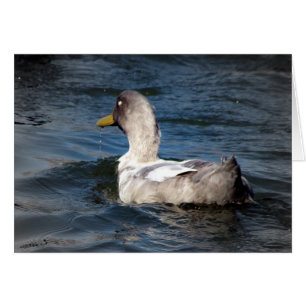 Duck in Water