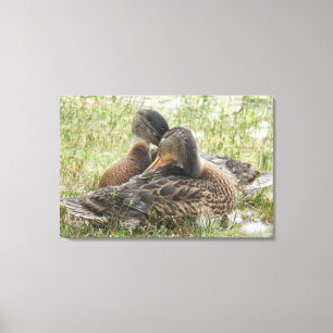 Duck Love Canvas Print