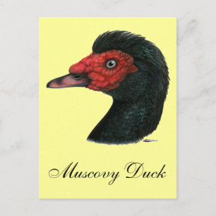 Duck:  Muscovy Head Postcard