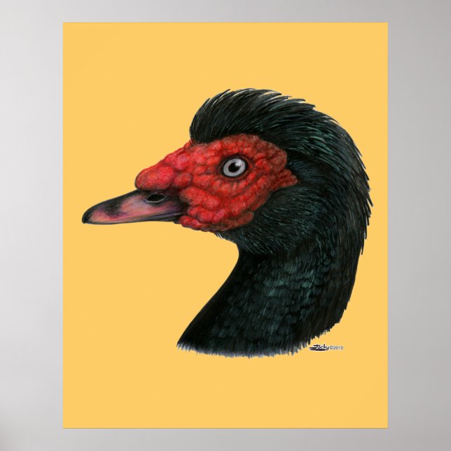 Duck:  Muscovy Head Poster (Front)
