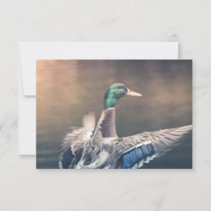 Duck Nature Photo Card