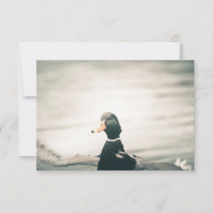 Duck Nature Photo Card