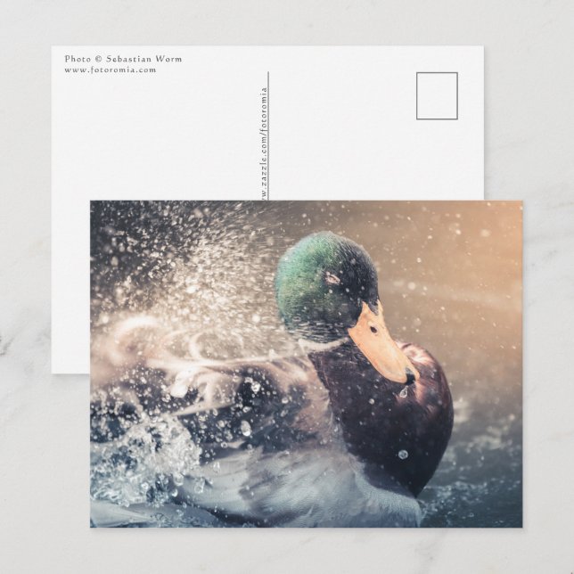 Duck Nature Photo Postcard (Front/Back)