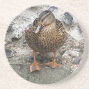 Duck on a Wall Coasters