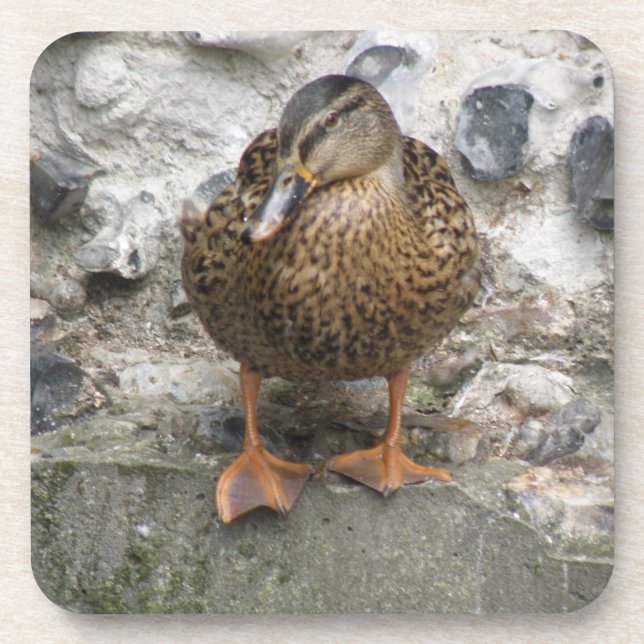Duck on a Wall Cork Coaster (Front)
