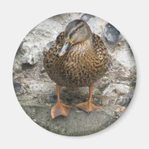 Duck on a Wall Magnet