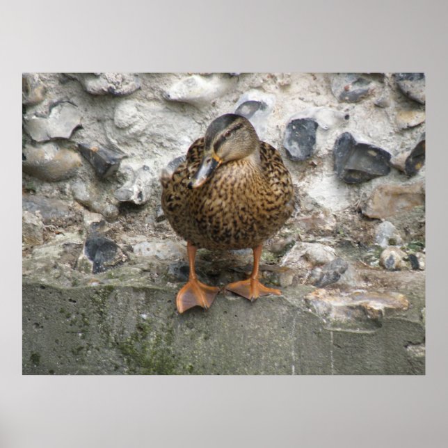 Duck on a Wall Poster (Front)