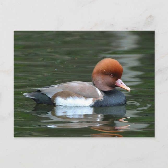 duck on river postcard (Front)