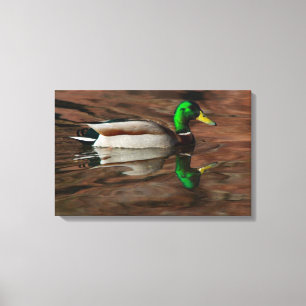 Duck on the Colorado River Wrapped Canvas