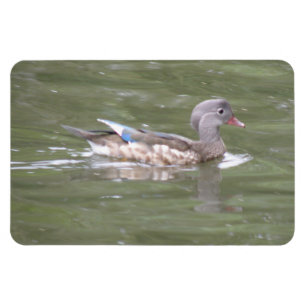 Duck on the Lake Premium Magnet
