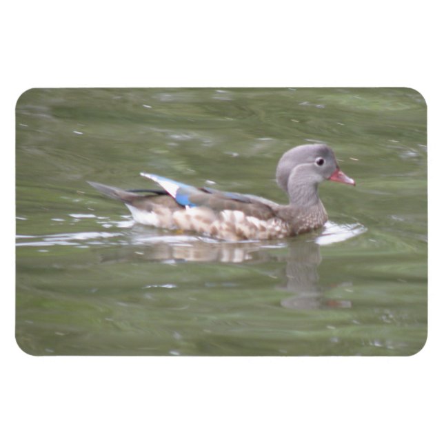 Duck on the Lake Premium Magnet (Horizontal)