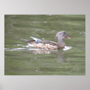 Duck on the Lake Print