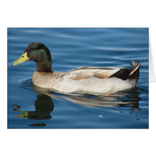 Duck on the Water