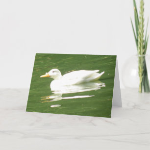 Duck on the water Greeting Card