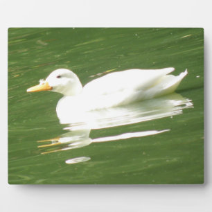 Duck on the Water Plaque