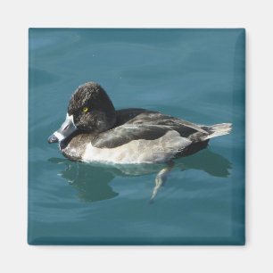 Duck on Water Black White Ring Neck Lake Animal Magnet