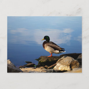 Duck on Waters Edge Postcard