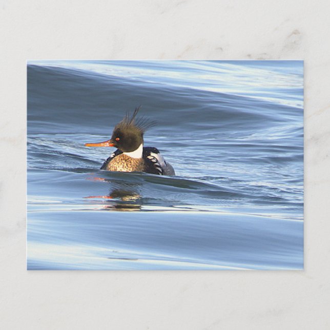Duck Photo Postcard (Front)