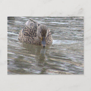 Duck Photo Postcard