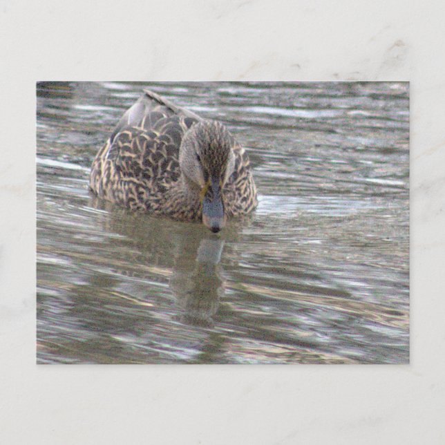 Duck Photo Postcard (Front)